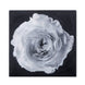 Kelly Hoppen BLACK & WHITE FLOWER - EPOXY / B