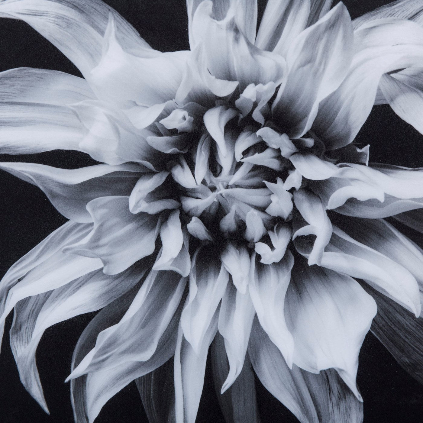 Kelly Hoppen BLACK & WHITE FLOWER - EPOXY / F