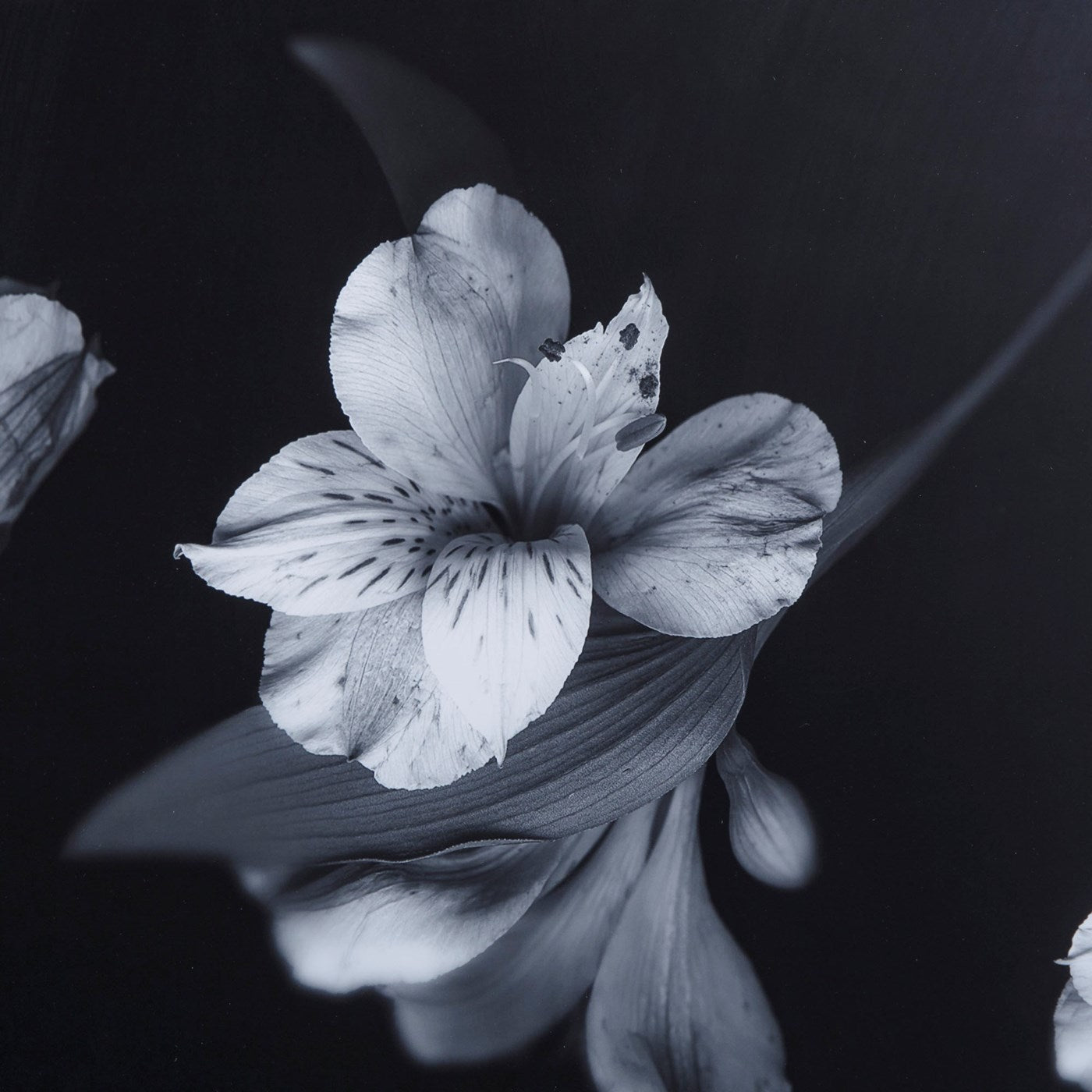 Kelly Hoppen BLACK & WHITE FLOWERS - GLASS FLOAT