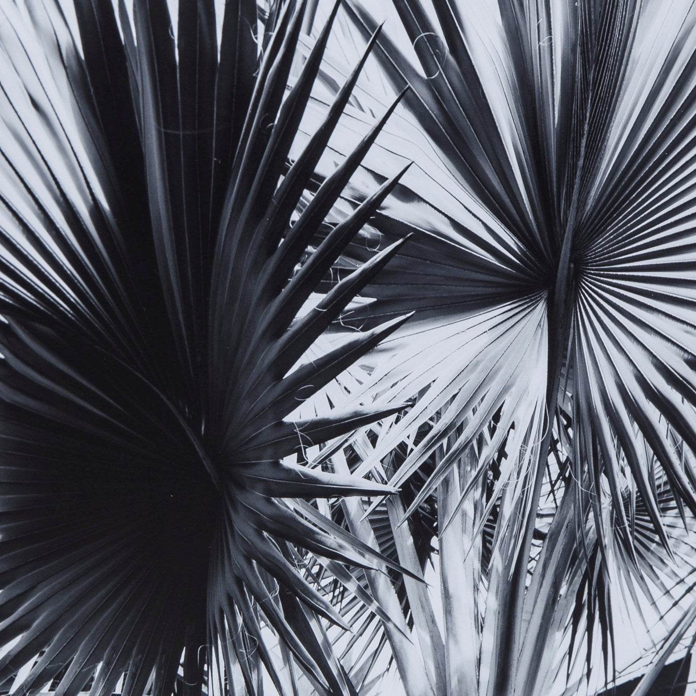 Kelly Hoppen BLACK & WHITE PALM LEAVES - A