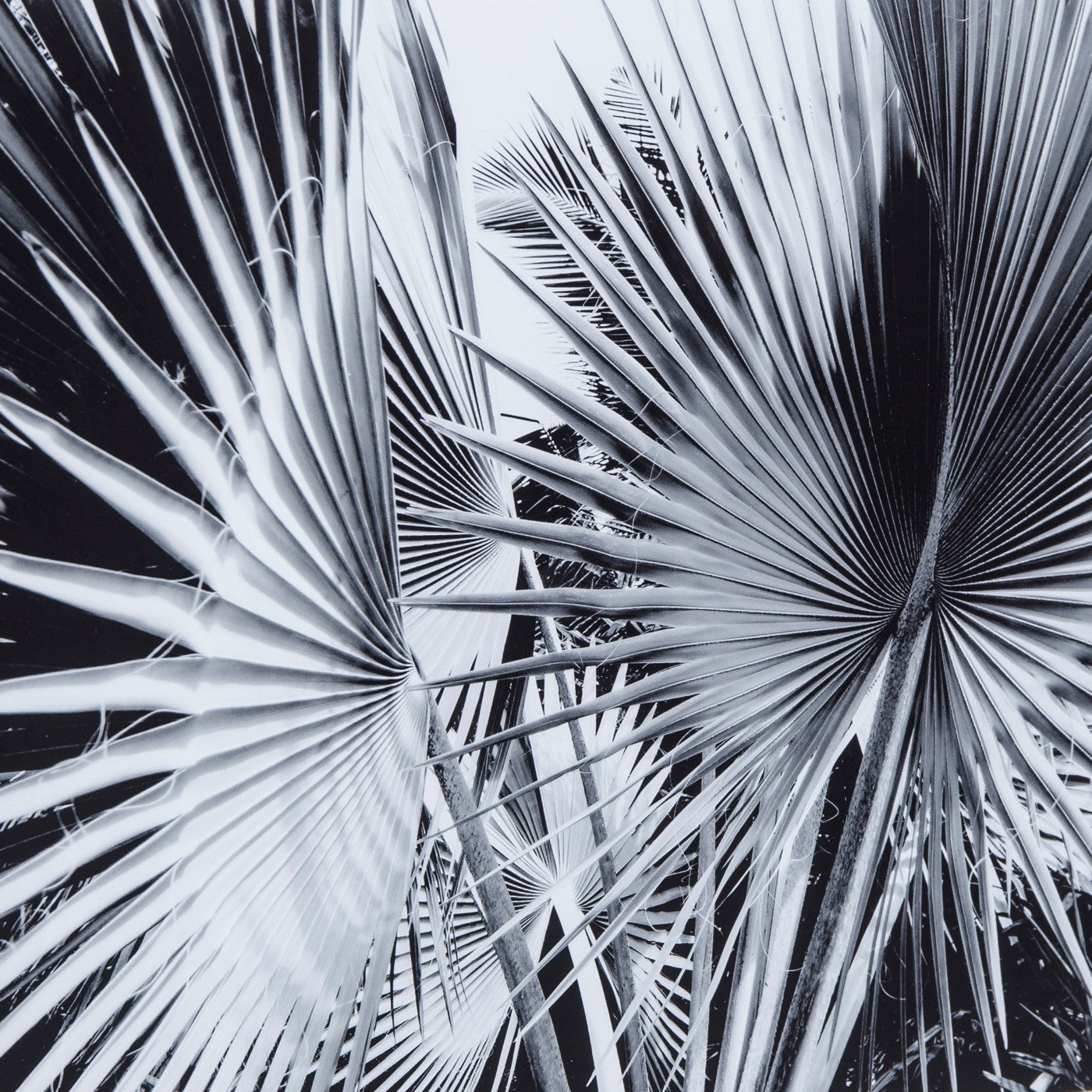 Kelly Hoppen BLACK & WHITE PALM LEAVES - C