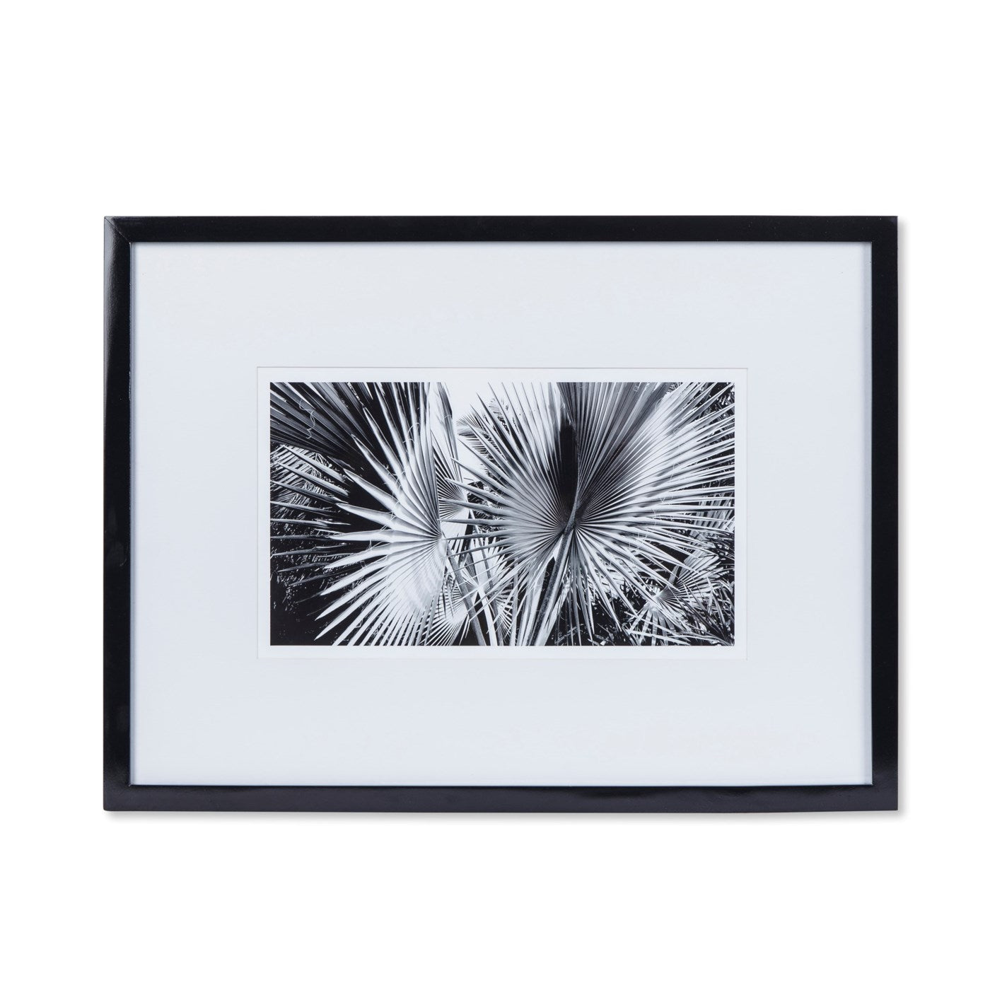 Kelly Hoppen BLACK & WHITE PALM LEAVES - C